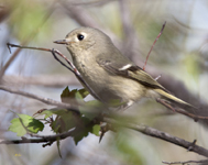 Ruby crowned Kinglet 2014